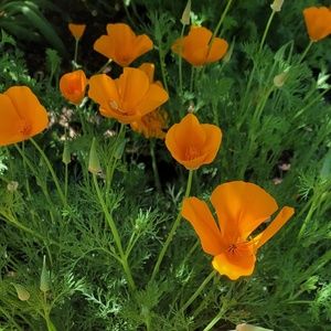 Meet your Posher, Ana